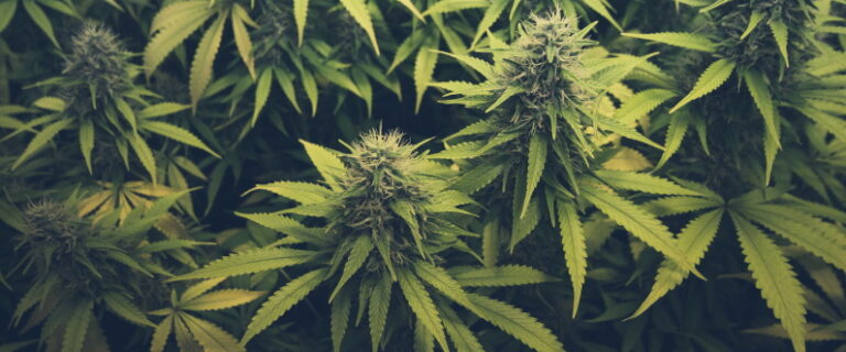 cannabis buds
