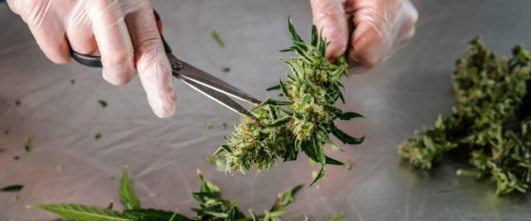 cannabis industry