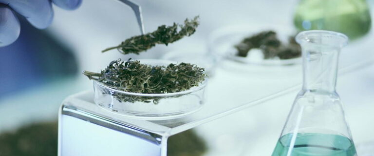 cannabis lab testing