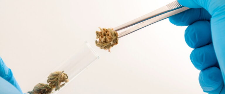 cannabis testing equipment
