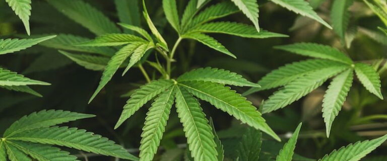 types of cannabinoids