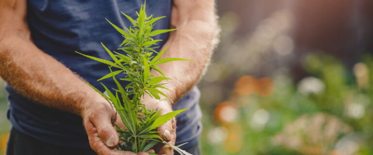 growing cannabis