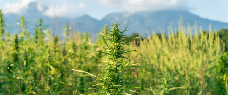 hemp farm