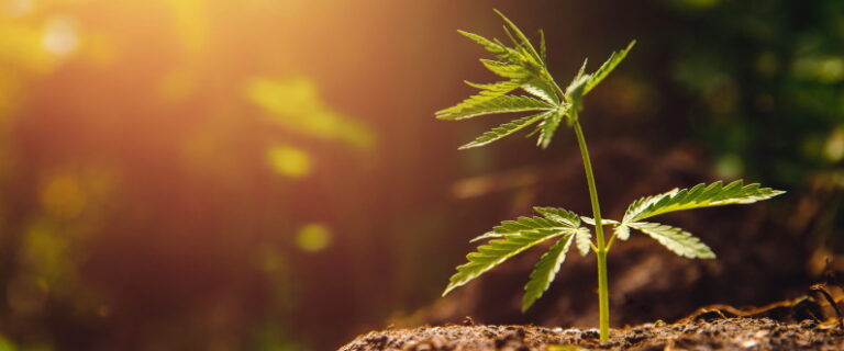 cannabis plant