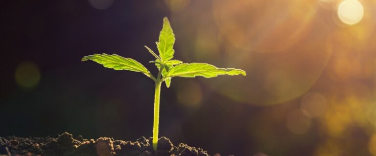 photo of a cannabis sprout in soil with sunshine on it