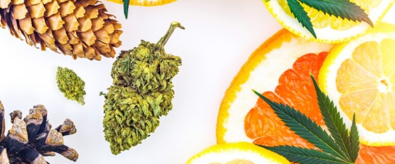 pinecones, slices of citrus, and a nugget of cannabis laid out on a white background