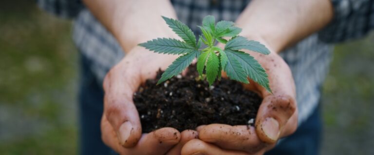a person holds a small cannabis plant in their palms filled with dirt