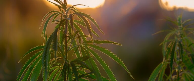 a young, green hemp plant grows in the wild