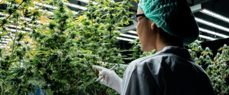 a woman in lab gear examines a growing cannabis plant