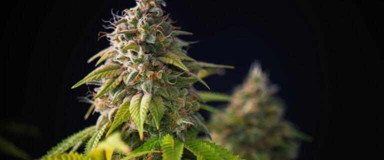 the tip of a cannabis flower close up